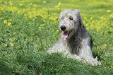 IRISH WOLFHOUND 218